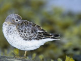 Rock Sandpiper Juvenile Resting, Calidris Ptilocnemis, Pribilof Islands, Alaska, USA