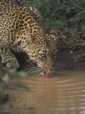 African Leopard Drinking, Panthera Pardus, East Africa