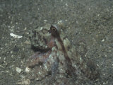 Red Octopus, Octopus Rubescens, Pacific Coast of North America