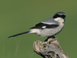 Loggerhead Shrike (Lanius Ludovicianus), North America
