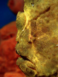 Giant Frogfish Head (Antennarius Commersonii), Komodo National Park, Indian Ocean
