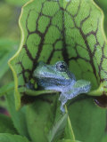 Gray Treefrog, Hyla Versicolor, Sitting in a Pitcher Plant, Sarracenia, Eastern USA