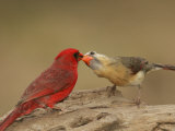 Northern Cardinals, Cardinalis Cardinalis, Food Exchange During the Breeding Season. Eastern USA