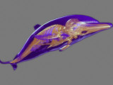 3D Mri Scan of a Dolphin