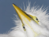 Close-Up of a Great Egret Chick Head, Ardea Alba, Southern USA