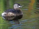 Pied-Billed Grebe Swimming, Podilymbus Podiceps, North America