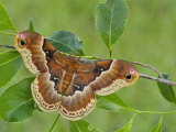Promethea Moth Adult (Callosamia Promethea). USA