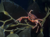 Northern Kelp Crab, Pugettia Producta, on Kelp, North America