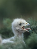 Swainson's Hawk Chick Head, Buteo Swainsoni, North America