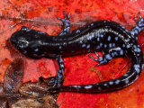 Buy Blue-Spotted Salamander Diploid Stage (Ambystoma Laterale) at AllPosters.com