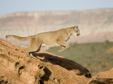 A Puma, Cougar or Mountain Lion, Running and Jumping, Felis Concolor, North America
