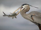 Great Blue Heron with Catfish., Ardea Herodias