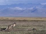 Arctic Fox at its Den on the Summer Arctic Tundra (Alopex Lagopus), Alaska, USA