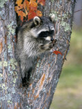 Raccoon (Procyon Lotor) in its Den in a Hollow Maple Tree (Acer), North America