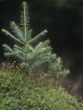 Young Spruce Trees, Picea, Growing Among Mosses, Bavarian Forest, Germany, Europe