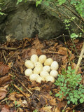 Wild Turkey Nest with 14 Eggs, Meleagris Gallopavo, North America