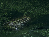 Northern Leopard Frog, Rana Pipiens, North America
