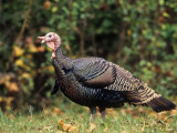 Male Wild Turkey (Meleagris Gallopavo), USA