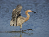 Reddish Egret Fishing with its Wings Outstretched, Egretta Rufescens, Southern USA