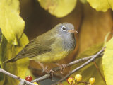 Connecticut Warbler (Oporornis Agilis). Eastern USA