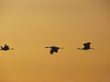 Sandhill Cranes in Flight
