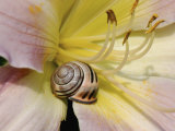 Brown-Lipped Banded Snail (Cepaea Nemoralis) on a Day Lily