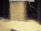 Buy Soybean Harvest at AllPosters.com