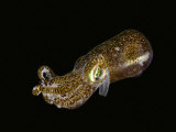 Buy Bobtail Squid (Euprymna Berryi), Komodo, Indonesia at AllPosters.com