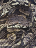 Dumeril's or Madagascar Ground Boa (Acrantophis Dumerili), an Endangered Species. Madagascar Photographic Print