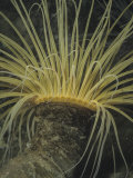 Tube or Burrowing Anemone (Pachycerianthus Fimbriatus), California, USA