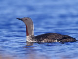 Red-Throated Loon Swimming (Gavia Stellata), Alaska, USA