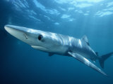 Blue Shark (Prionace Glauca), Southern California, USA
