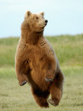 Brown Bear (Ursus Arctos)
