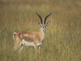 Buck Grant's Gazella, Gazella Granti, Kenya, Africa