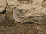 White-Crowned Sparrow at a Water Drip for Attracting Birds (Zonotrichia Leucophrys), North America