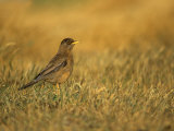 Austral or Falkland Thrush, Turdus Falcklandii, Falkland Islands