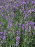 Lavender Herbs in Bloom (Lavandula Angustifolia)