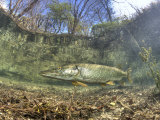 Northern Pike (Esox Lucius), Echinger Weiher Lake, Germany