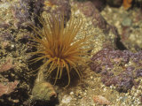 Tube or Burrowing Anemone, Pachycerianthus Fimbricatus, California, USA