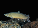 Buy Bull Trout (Salvelinus Confluentus), a Threatened Species in Western United States at AllPosters.com