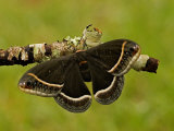 Calleta Silkmoth Adult Female (Eupackardia Calleta). Texas, USA
