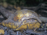 Eastern Box Turtle, Terrepene Carolina, Survivor of Forest Fires. USA