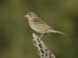White-Crowned Sparrow Immature on a Cholla Cactus Skeleton (Zonotrichia Leucophrys), Arizona, USA