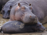 Hippopotamus, Hippopotamus Amphibius, Adult with its Young or Calf, Masai Mara, Kenya, Africa