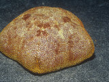 Buy Cushion Sea Star (Culcita Novaeguineae), Kona Coast, Big Island, Hawaii, USA at AllPosters.com