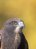 Swainson's Hawk Head (Buteo Swainsoni), North America