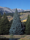 Colorado Blue Spruce (Picea Pungens), Colorado State Tree, Rocky Mountains, Colorado, Usa.