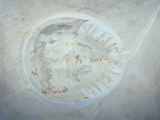 Horseshoe Crab Fossil (Mesolimulus Sp.) Jurassic Period 150 M.Y.A Europe Photographic Print