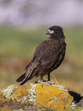 Striated Caracara (Phalcoboenus Australis), Falkland Islands