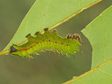 Saturnid Moth Fourth Instar Caterpillar Eating a Leaf (Copaxa Decreasens). Ecuador
